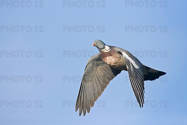 Wood Pigeon