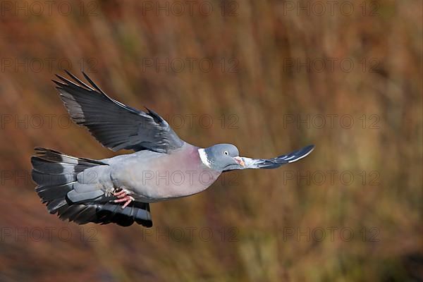 Wood Pigeon