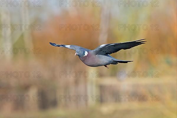 Wood Pigeon