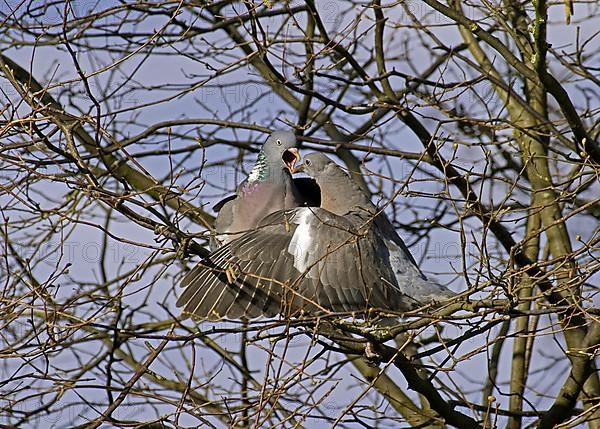 Wood pigeon