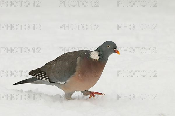 Wood Pigeon