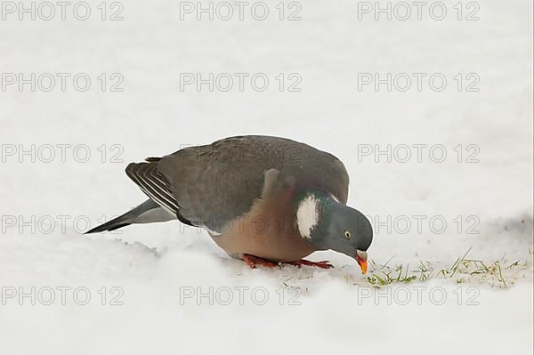 Wood Pigeon