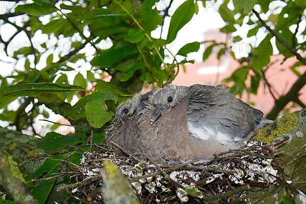 Woodpigeon