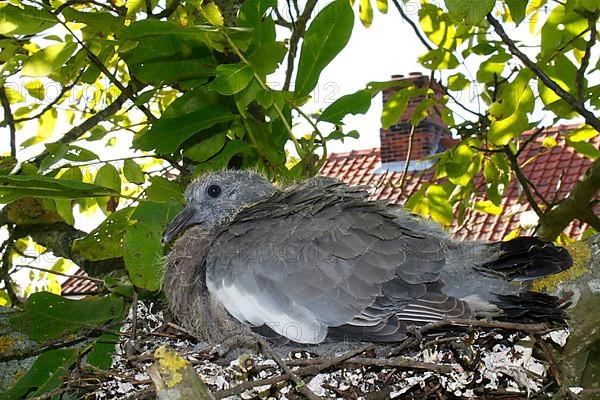 Wood Pigeon