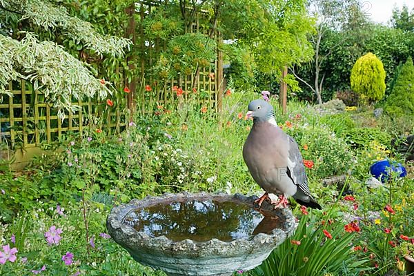 Wood Pigeon