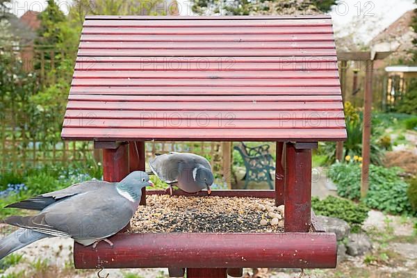 Wood Pigeon