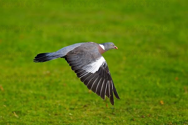 Wood Pigeon