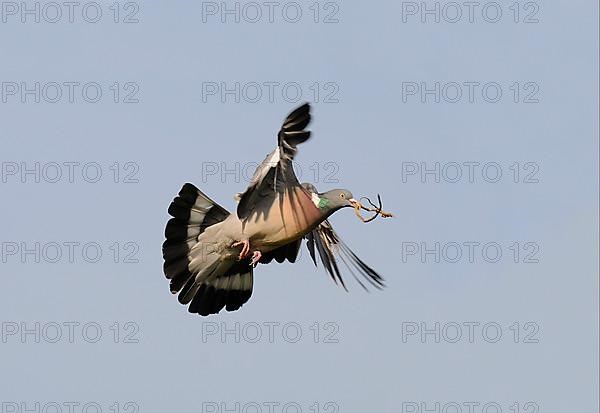 Common wood pigeon