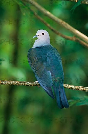 Green imperial pigeon