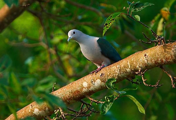 Green imperial pigeon