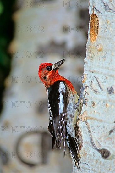 Red-breasted sapsucker