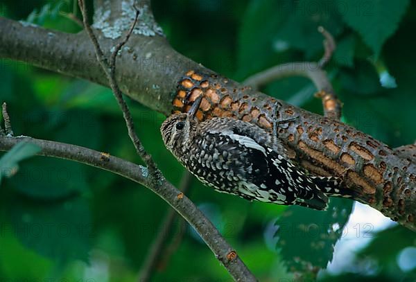 Yellow-bellied Sapsucker