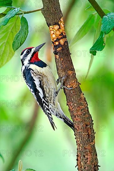 Yellow-bellied Sapsucker