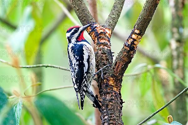 Yellow-bellied Sapsucker