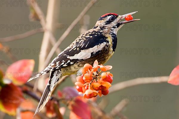 Yellow-bellied Sapsucker