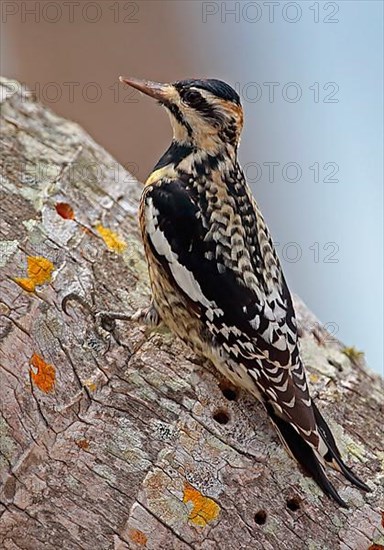 Yellow-bellied Sapsucker