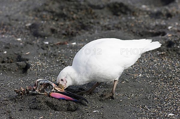 White-faced sheathbill