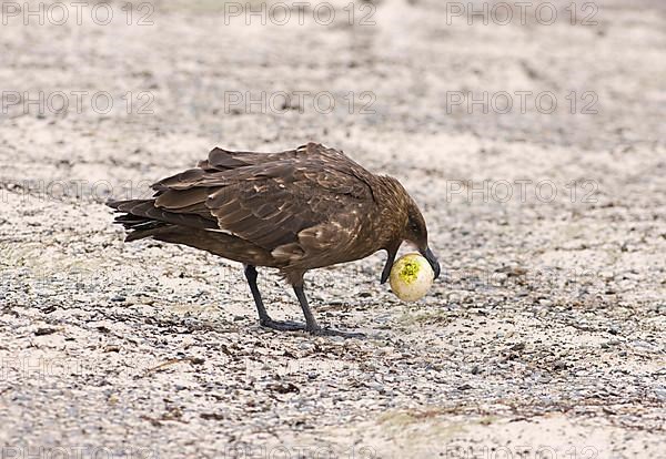 Brown skua