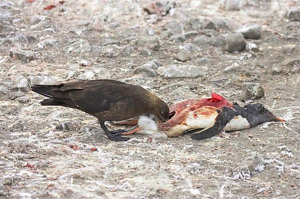 Brown skua