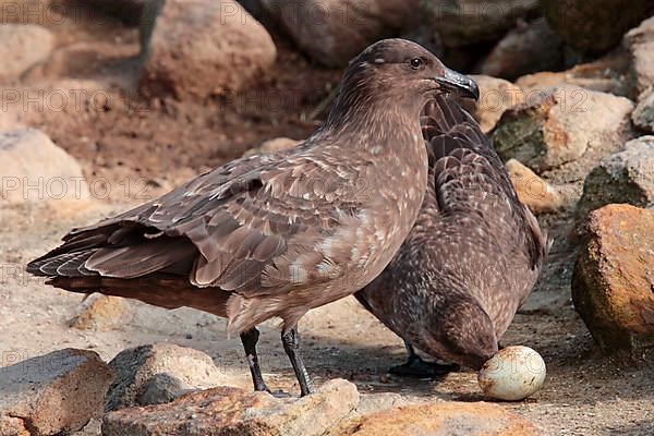 Antarctic Skua