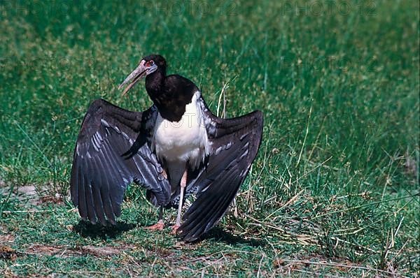 Abdim's Stork