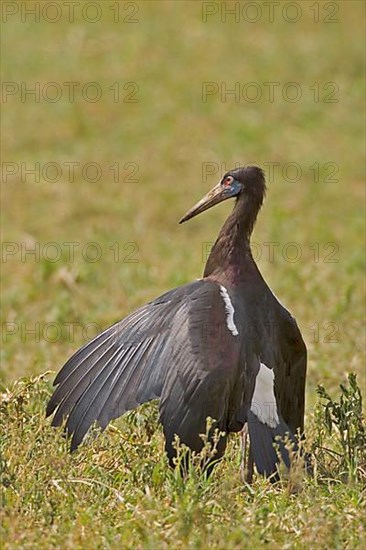 Abdims Stork