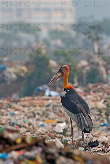 Greater Adjutant