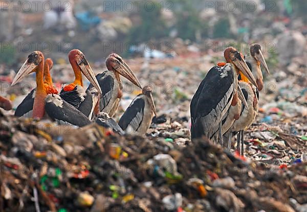 Greater Adjutant