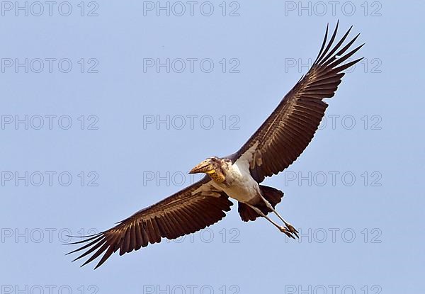 Greater adjutant