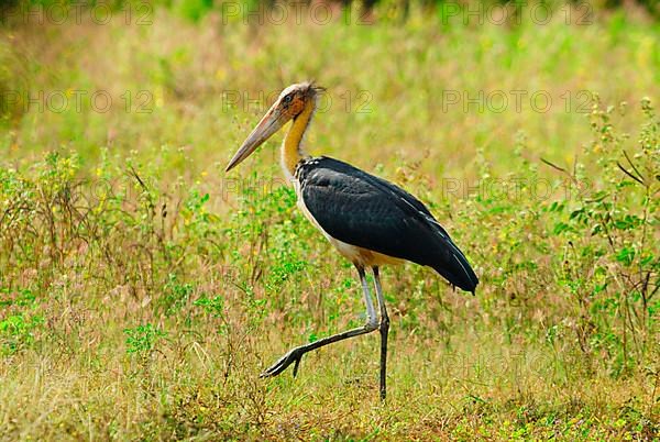 Lesser Adjutant