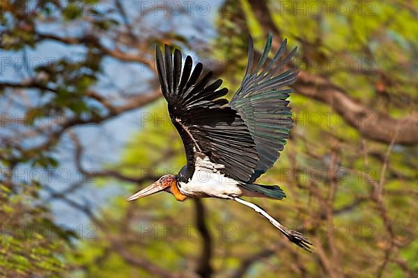 Malayan Stork