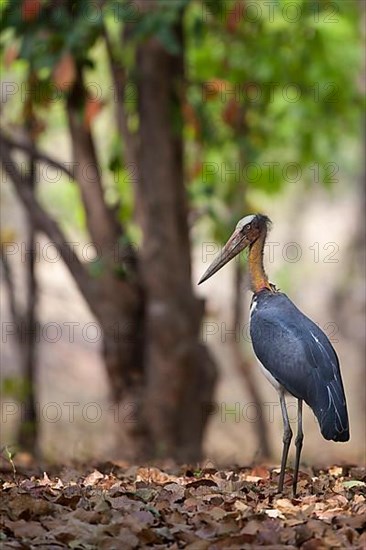 Lesser adjutant stork