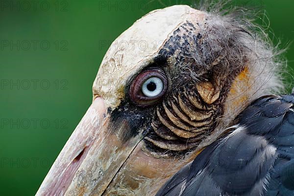 Malay Stork