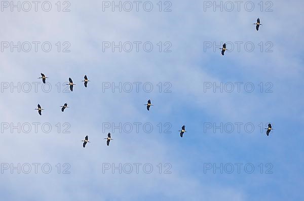 Black stork