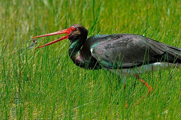 Black Stork