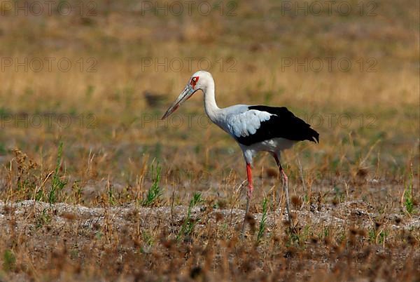 Maguari stork