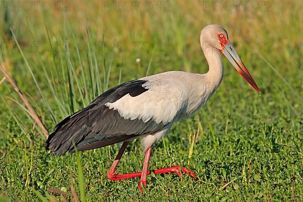 Maguari Stork