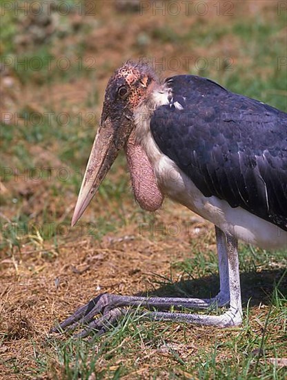 Marabou stork