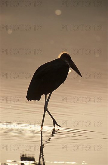 Marabou stork