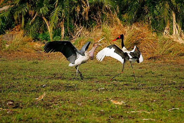 Saddle-billed stork