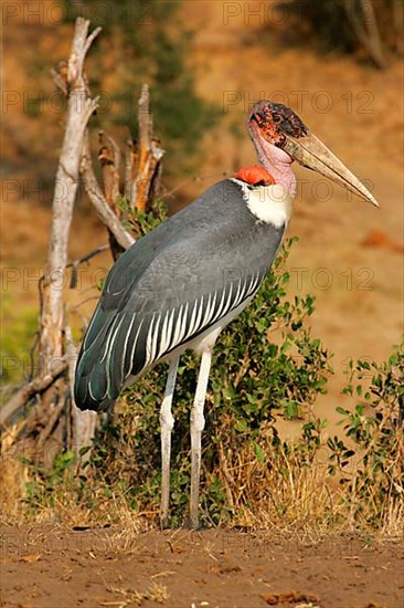 Marabou stork