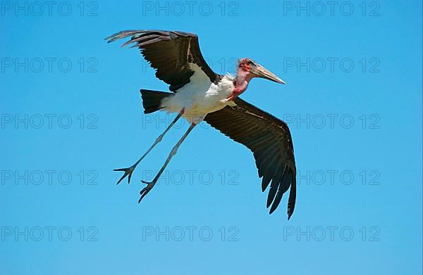 Marabou stork