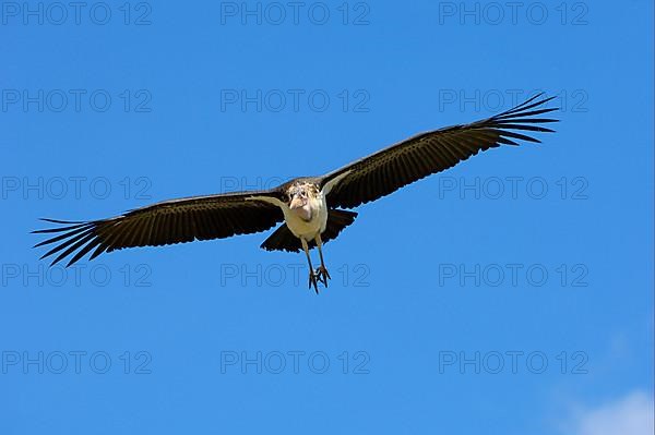 Marabou stork