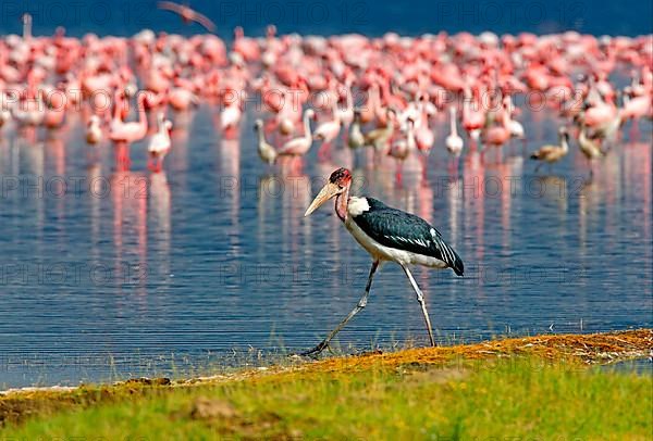 Marabou Stork