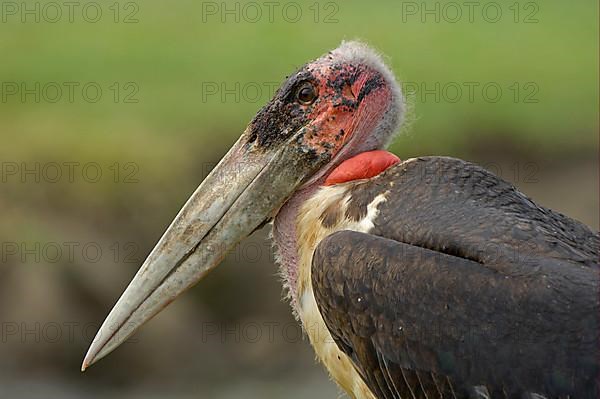 Adult marabou stork