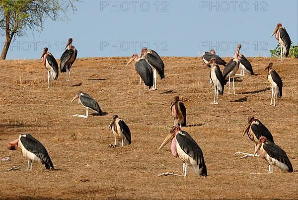 Marabou Stork