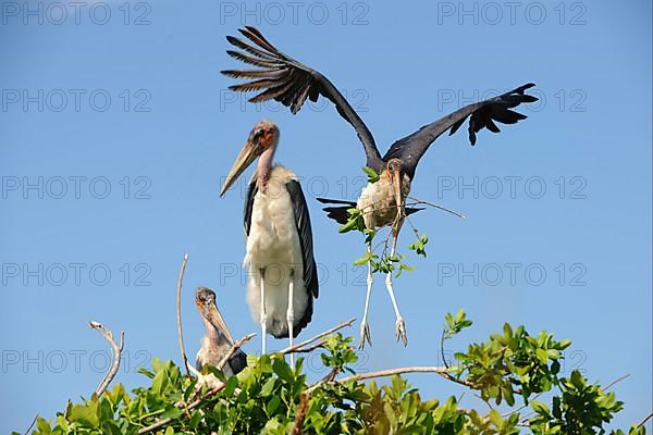 Adult marabou stork