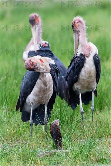 Marabou Stork