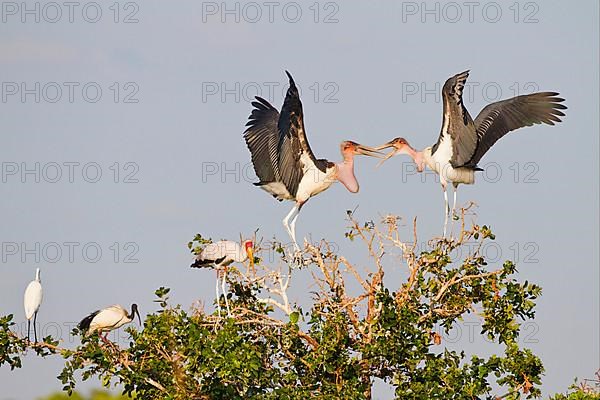 Adult marabou stork