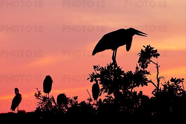 Marabou Stork